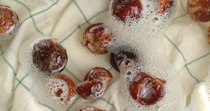 Soap nuts floating in water with bubbles. Close-up footage of the rotating table.