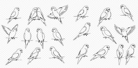 Detailed line art illustrations of budgerigars in various poses and groupings, showcasing different actions and perspectives. © Lunara Arts