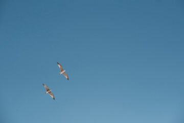 Fototapeta premium Two seagulls flying in clear blue sky, minimalistic nature background symbolizing freedom and peace.
