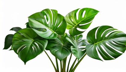 Fototapeta premium Green Leaves Of Monstera Or Split Leaf Philodendron Plant Monstera Deliciosa The Tropical Foliage Plant Bush Popular Houseplant Isolated On Tranparent Background