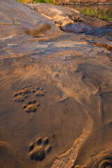 Footprints of leopard