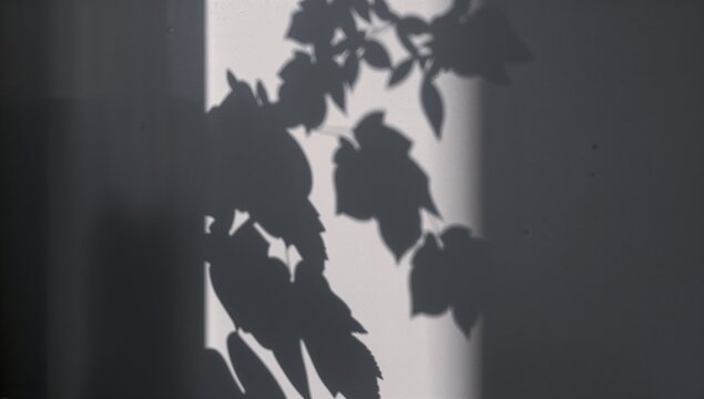 Casting leafy plant shadow on smooth interior wall near window, showing contrasting light band