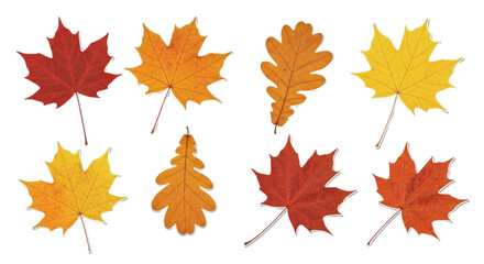 Fototapeta premium Set of colorful maple and oak autumn leaves isolated PNG with Transparent Background
