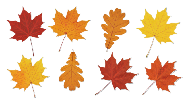 Set of colorful maple and oak autumn leaves isolated PNG with Transparent Background