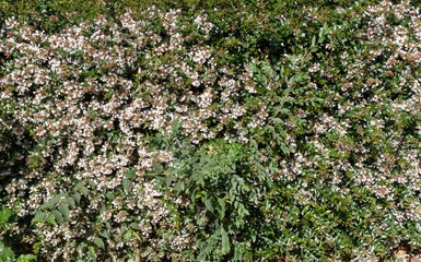Vista de cerca de flores, semillas, hojas y ramas de varios arbustos juntos en jardín de parque público