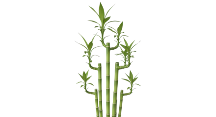 Fresh green bamboo stalks arrangement isolated PNG with Transparent Background