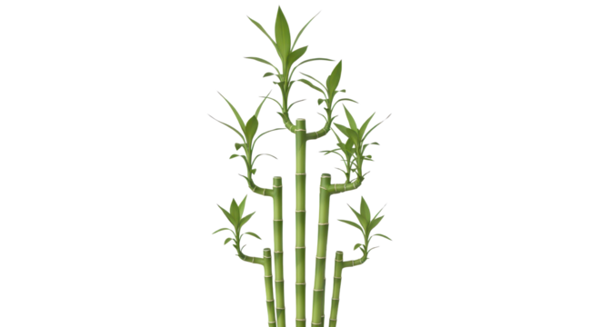 Fresh green bamboo stalks arrangement isolated PNG with Transparent Background