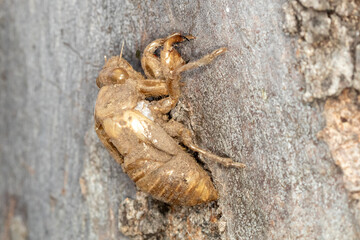 Golden cicada skin attached to bark in nature