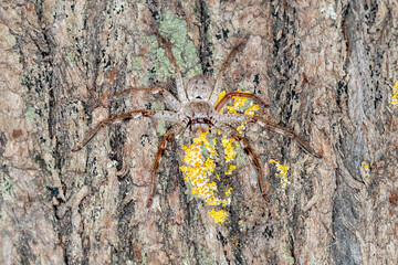 Huntsman spider camouflaged on tree bark