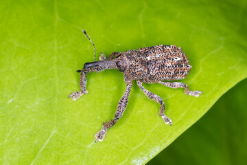 Closeup of brown weevil with long snout on leaf