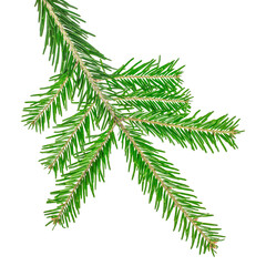 Green fir tree branch isolated on white background for Christmas decoration design