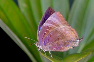 Shining Oak Blue Butterfly Resting on Leaf