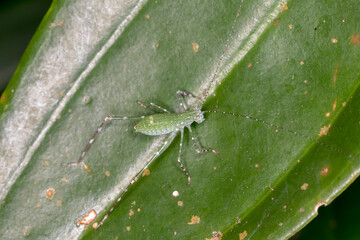 Tiny Green Katydid with Long Antennae on Leaf