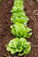 vegetables growing on an organic farm solar panel in background