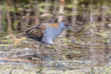 Close Up of a Baillon�s Crake in Natural Habitat