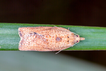 Leaf Roller Moth Resting on Green Foliage