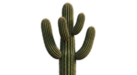 Saguaro cactus with ribbed branches isolated PNG with Transparent Background