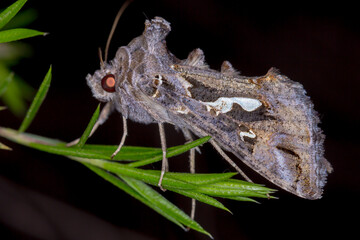 Tobacco Looper Moth Resting on Green Leaf