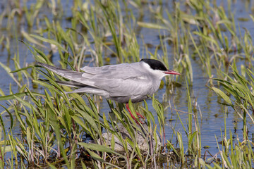 Whiskered Tern Standing Among Wetland Grasses