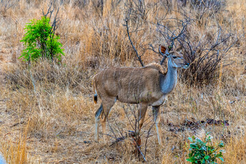A view of an impala camouflaged in the bush in Kruger national park, South Africa in Springtime
