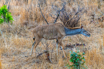 A view of an impala stretching forward in the bush in Kruger national park, South Africa in Springtime