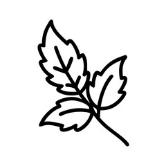 Basil Sprig Illustration