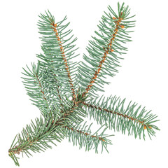 Green spruce fir branch isolated for Christmas and winter decoration