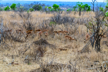 A view of a herd of female impala in the bush in Kruger national park, South Africa in Springtime