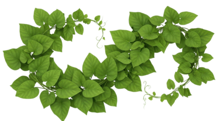Green vine plant leaves, foliage wreath decoration isolated PNG with Transparent Background