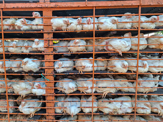 Broiler chickens in iron cages on trucks. The concept of distributing chickens to buyers and poultry farms © Muhammad