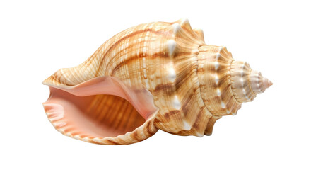 Obraz premium Spiral conch seashell for summer vacation travel concept isolated PNG with Transparent Background