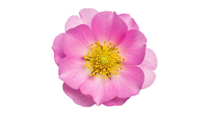 Single pink blossom of a Carolina Rose isolated PNG with Transparent Background