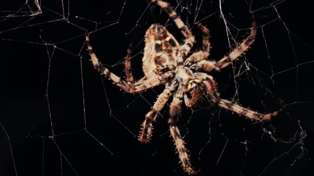 Close up of a spider sitting in its web, showing intricate details of its body and fine silk threads