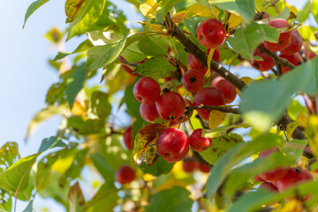 Ripe apples nestled in green-yellow foliage. The colorful scene captures the abundance of autumn nature.