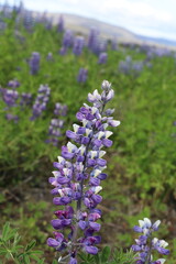 lupine flower in full bloom with a green bokeh background