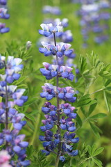 lupine flower in full bloom with a green bokeh background