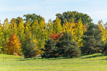 Autumn forest with mixed tree colors. Green, yellow, and orange trees form a vivid autumn palette. The forest edge glows softly under clear daylight.