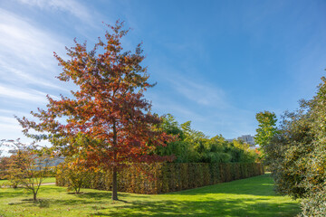 Red-leaved tree in green park. A single red tree stands in bright sunlight among green surroundings. The vivid foliage contrasts beautifully with the sky.