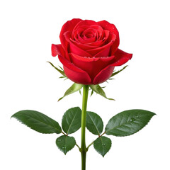 Vibrant, richly red rose in full bloom with delicate velvety petals, green stem, and sparkling water droplets, isolated on a pristine transparent background. Concept of elegant natural beauty