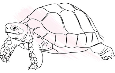 Minimalist single line drawing a turtle walking with  brush strokes animal reptile