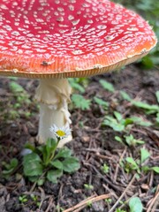 fly agaric mushroom
