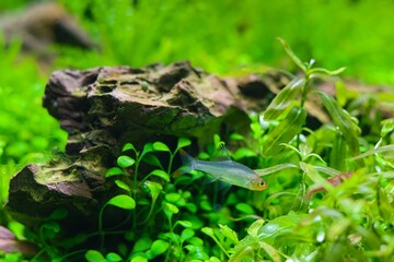 Sawbwa resplendens show natural behaviour, Amano style dragon stone planted aquadesign, vivid colors iwagumi aquascape detail, bright LED light, professional aquarium care, wildlife explore research