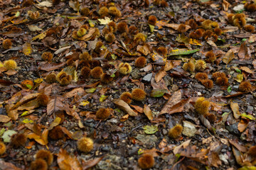 Undergrowth in autumn. Close-up of wet leaves and chestnut burrs on gravel ground. Warm and cold colors of nature (exterior).