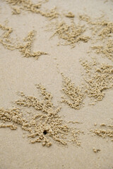 Sand balls made by sand bubbler crab on beach