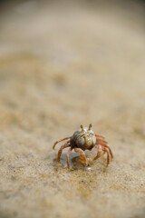 Close-up of sand bubbler crab on a beach at Rupat Island, Riau
