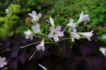 Oxalis.
