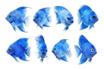 Blue aquarium fish in a grid isolated on transparent background. Collection set of blue fish isolated on white background.