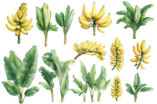 Collection of banana plants and bunches of bananas isolated on transparent background. Collection set of decorative banana plants isolated on white background.