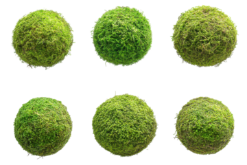 Set of moss balls of varying textures and shades of green isolated on transparent background. Collection set of green moss balls isolated on white background.