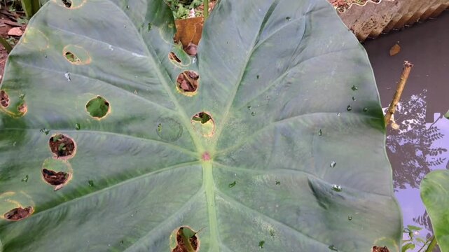 Damaged Leaf with Holes Caused by Insects or Disease
